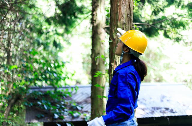 職業分類女性林業