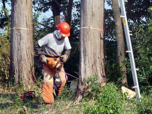 職業分類男性林業